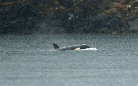 yesmovie the rescuers|Rescuers plan helicopter airlift of orca calf stranded in Canada.